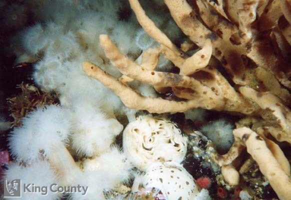 Photo of Sponge - Diaulula sandiegensis